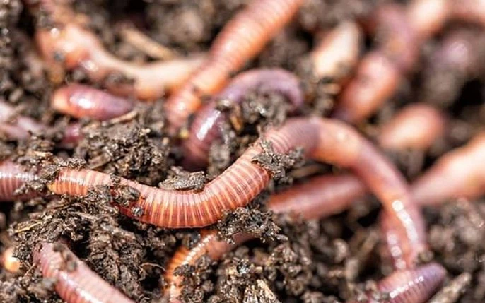 2. Giải mã bí ẩn giấc mơ thấy giun