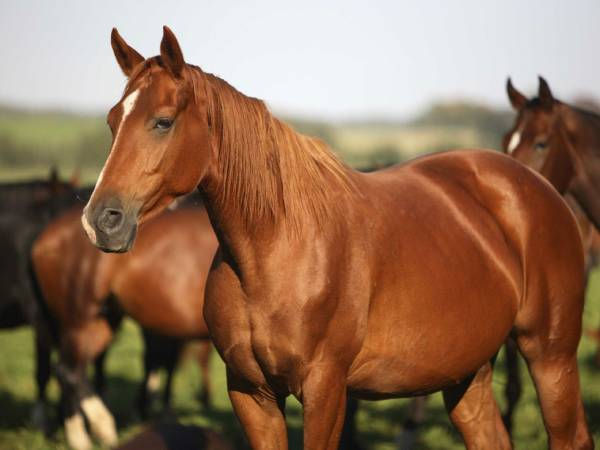 Giải mã giấc mộng thấy ngựa theo góc nhìn tâm linh dân gian